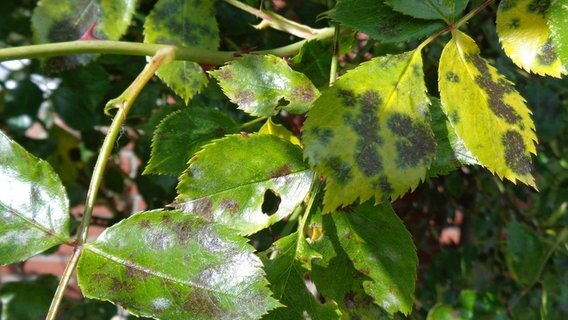 Von Sternrußtau geschädigte Blätter einer Rose. © NDR/MfG-Film 