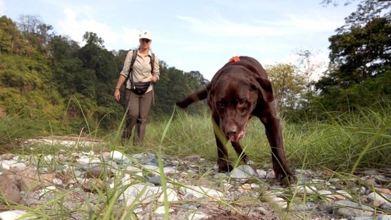 Großkatzenexpertin Claudia Wultsch und Bruiser suchen nach Tigerspuren. © NDR/Henry Mix/NDR Naturfilm 