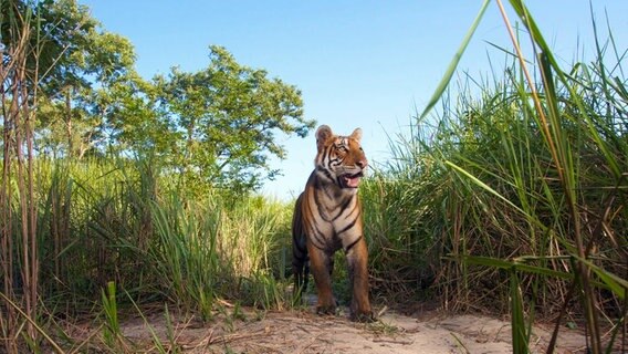 Auch dieser Tiger lief in eine Kamerafalle und beobachtet aufmerksam die Umgebung. © NDR/Henry Mix/NDR Naturfilm 