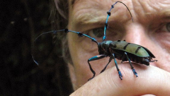 Auch wenn Henry Mix vor allem nach Tigerspuren suchen soll, faszinieren ihn auch die riesigen Insekten im Regenwald von Bhutan. © NDR/Henry Mix/NDR Naturfilm 