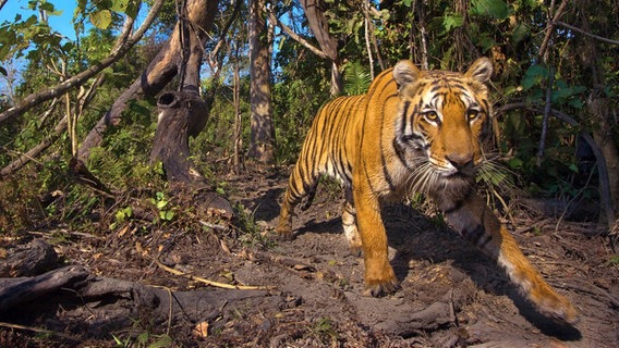 Das Bild eines Tigers in Bhutan war nur Dank einer Kamerafalle möglich. © NDR/Henry Mix/NDR Naturfilm 