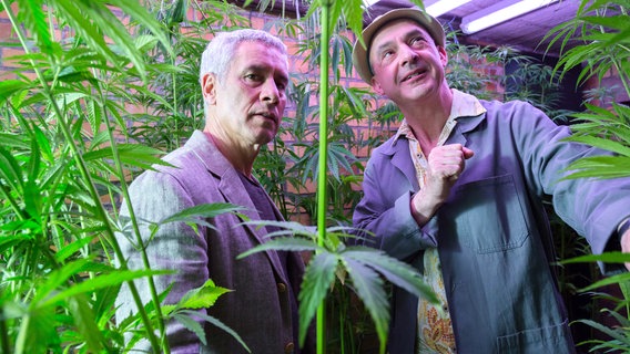 Zoodirektor Dr. Blum (Ralph Herforth, l.) entdeckt eine illegale Marihuana-Plantage im Zoo. Hausmeister Krüger (Karl Karliczek, r.) hat keine Ahnung, was er da für Pflanzen gegossen hat. Zoodirektor Dr. Blum (Ralph Herforth, l.) entdeckt eine illegale Marihuana-Plantage im Zoo. Hausmeister Krüger (Karl Karliczek, r.) hat keine Ahnung, was er da für Pflanzen gegossen hat. © NDR/ARD/Steffen Junghans