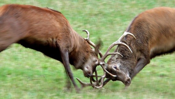 Zwei gleich starke Hirsche messen ihre Kräfte. Im Herbst wird es laut im Nationalpark Riesengebirge, wenn die Brunftzeit des Rotwilds beginnt. Zwei gleich starke Hirsche messen ihre Kräfte. Im Herbst wird es laut im Nationalpark Riesengebirge, wenn die Brunftzeit des Rotwilds beginnt. © NDR/Schieke