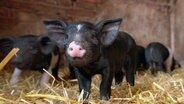 Zweimal im Jahr bekommt die Sau hier auf dem Hof Ferkel  in einem mit Stroh ausgelegten Stall und nicht auf Spaltböden. Auch die Ferkel dürfen noch längere Zeit bei der Sau bleiben. © NDR 