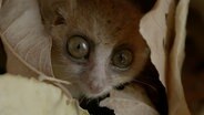 Ein Lemur guckt zwischen Blättern hindurch. © Doclights/NDR Naturfilm & Blue Planet Film Foto: Michael Riegler