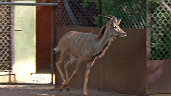 Der neue Kudu-Bock betritt zum ersten Mal das Außengehege. © NDR 