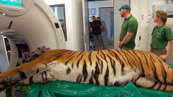 Tigerin Saray wird in die CT-Röhre geschoben. © rbb/Dokfilm 