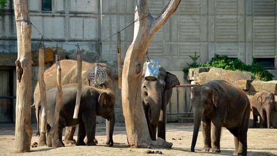 Tierpark Berlin: Bei den asiatischen Elefanten steht ein Umzug an. © rbb/Dokfilm 