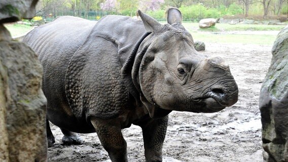 Panzernashorn Betty © rbb/Thomas Ernst Foto: Thomas Ernst