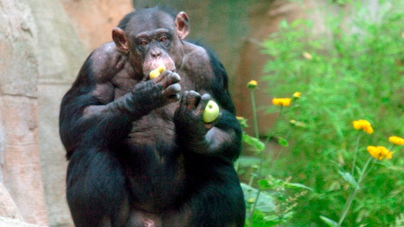 Ein Affe sitzt auf einem Felsstein und isst einen Apfel. © NDR/Radio Bremen 