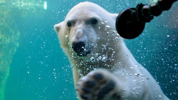 Ein Eisbär schwimmt unter Wasser. © Radio Bremen 