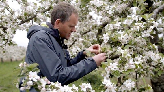 Apfelbauer Alexander Maxin kontrolliert die Apfelblüte. © NDR 