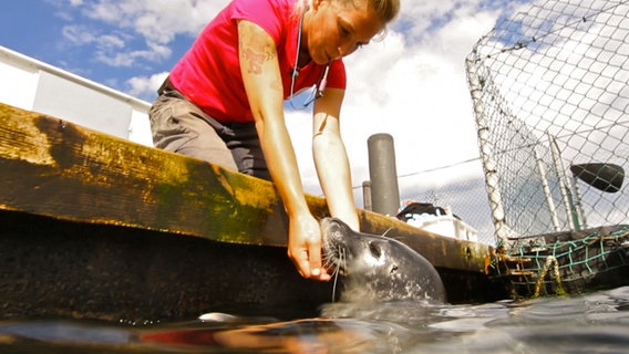 Biologin Jenny Ann Byl liebt die Arbeit mit Robben. © NDR/5ǀ14 FILM 