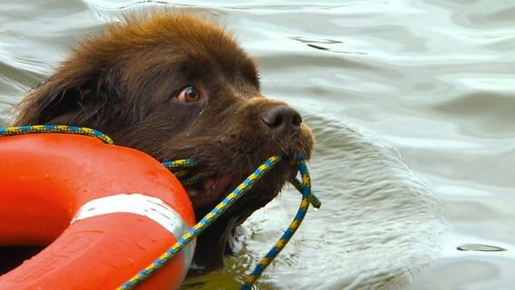 Maja soll einen Rettungsring zu einer Person im Wasser bringen. © NDR/5ǀ14 FILM 