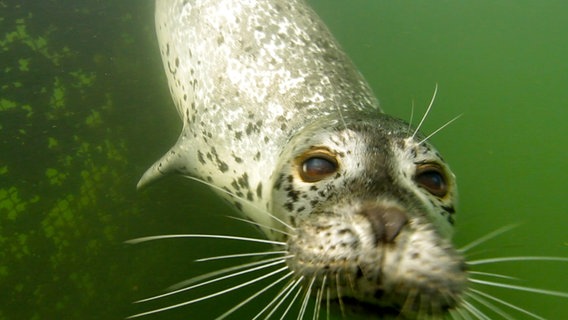 Robbe Moe beim Schwimmen unter Wasser. © NDR/5ǀ14 FILM 