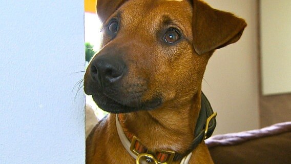Sprengstoffspürnase Rufus ist heute im Auftrag des Bundespräsidenten unterwegs. © NDR/5ǀ14 FILM 