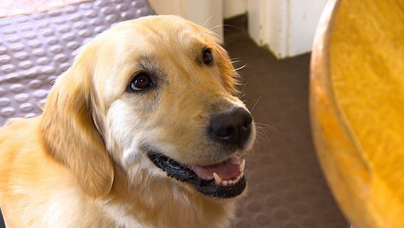 Diabeteswarnhund Baja hat immer Thomas Stolls Gesundheit im Auge. © NDR/5ǀ14 FILM 