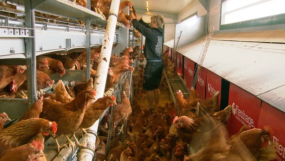 Das XXL Hühnermobil bringt 500 Eier pro Tag. © NDR/Joker Pictures GmbH 