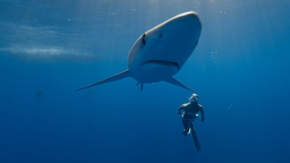 Anna von Boetcher con una verdesca al largo dell'isola di Pico (Azzorre, Portogallo).  © NDR / Henning Rütten 