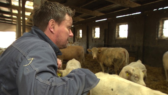 Nico Tabel hat ein Händchen für die Rinder. Die Absetzer wird er immer reißend los. Wegen der guten Qualität, sagt der Viehhändler. © NDR/underDOK Filmproduktion 