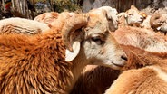 Landestypisches Menz-Schaf in Äthiopien. © NDR/ARTE/Marvin Entholt 