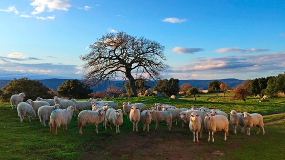 Sardische Schafe warten auf das morgendliche Melken. © NDR/ARTE/Marvin Entholt 