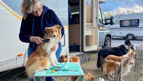 Zur großen Internationen Rassehundeausstellung in Rostock sind viele Züchter sogar mit Wohnmobilen angereist. © NDR/Till Lehmann 