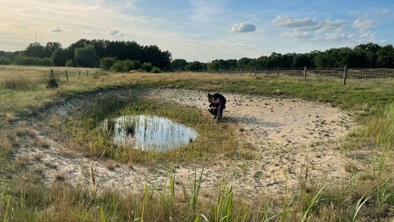 Auf der Suche nach der Kreuzkröte. © NDR/Ma&Re Filmproduktion 