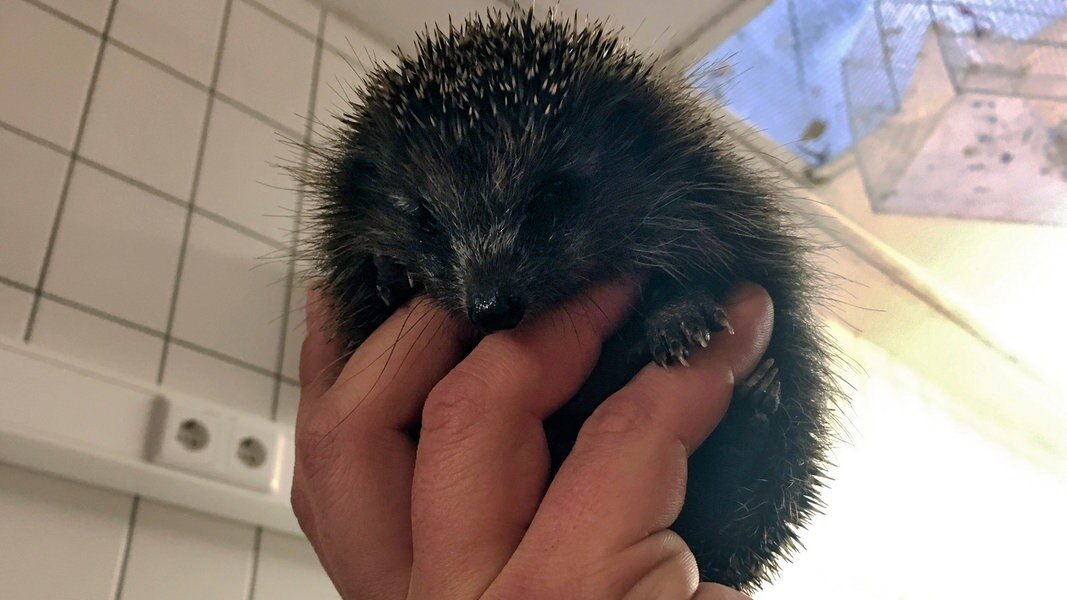 Wie Tiere durch den Winter kommen | NDR.de - Fernsehen - Sendungen A-Z