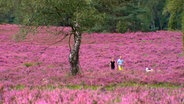 Heidelandschaft zur Blüte bei Undeloh. © NDR/MFG-Film 