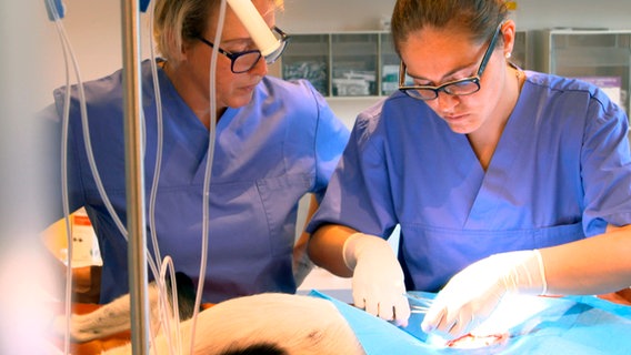 Assistenzärztin Lara übernimmt die Operation unter Stephanie Petersens fachmännischer Anleitung. © NDR/Doclights GmbH 2019 