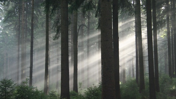 Morgenstimmung in einem Fichtenwald. © NDR/Nautilus Film 2008/NDR Natur 