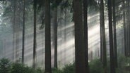 Morgenstimmung in einem Fichtenwald. © NDR/Nautilus Film 2008/NDR Natur 