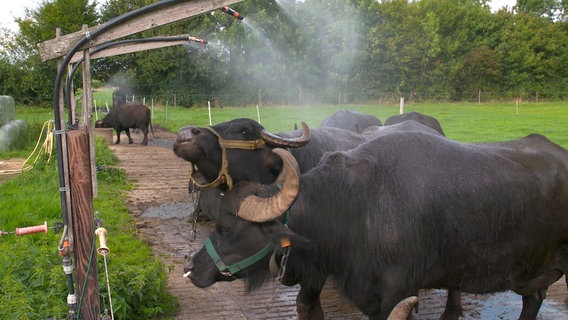 Die Wasserbüffel in Warpe haben ein Duschbad unter freiem Himmel. © NDR/dmfilm 