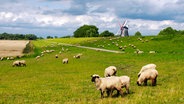 Die meisten Schafe im Norden werden in der Landschaftspflege eingesetzt. © NDR/erdmanns Filmproduktion 