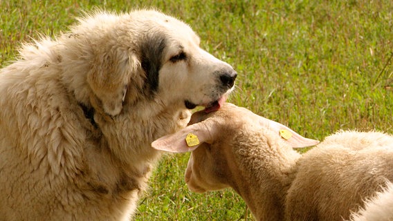 Herdenschutzhunde wachsen schon als Welpen unter Schafen auf. © NDR 