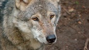 Der Wolf. Früher als Bestie verfolgt, heute unter Schutz gestellt. Gefallen tut das nicht jedem. © NDR 