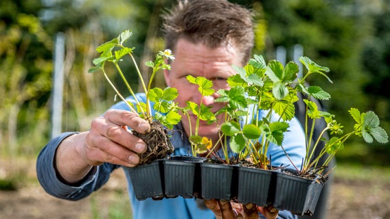 Wer vergessen hat, selbst Jungpflanzen zu ziehen, kann sie auch fertig kaufen. Peter Rasch mit Erdbeerpflanzen. © NDR/Udo Tanske 