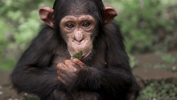 Ein junger Schimpanse, dessen Eltern von Wilderern ermordet wurden. © NDR/Felix Meschede 