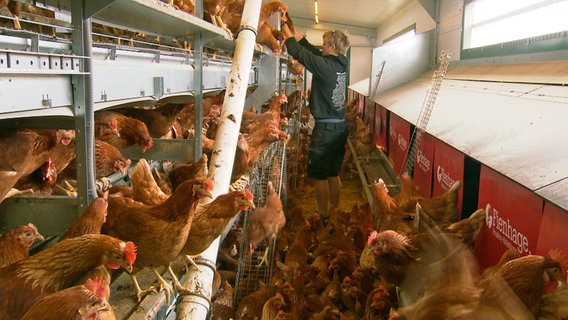Ein Landwirt steht im Hühnerstall © NDR/Joker Pictures GmbH 