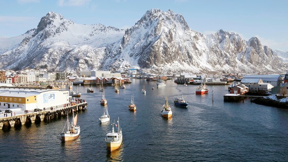 Auf den Lofoten findet die weltweit größte Fischerei von Kabeljau statt. Mehr als 65.000 Tonnen Fisch waren es im vergangenen Jahr. © NDR 