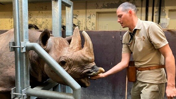 Für Philipp Plate, Tierpfleger im Revier Sambesi Nord, gibt es nichts Schöneres, als seinen Arbeitstag mit einem morgendlichen Verwöhnprogramm von Spitzmaulnashorn Kito zu beginnen. Der kolossartige Bulle genießt die Streichelmassage. © NDR/Doclights 2021 