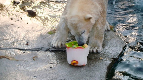 Sie ist seit einigen Monaten der Besuchermagnet und ein Wunder der Natur – Nana, der erste Eisbärennachwuchs in Hannover. Der weiße Wirbelwind zaubert allen Besuchern ein Lächeln ins Gesicht. © NDR/Doclights 2021 