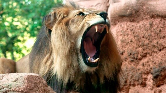 Berberlöwe Basu ist ein Vertreter der größten Löwenart der Welt. Azubi Felix Grygier ist ganz schön aufgeregt. Heute darf er zum ersten Mal die Löwenfütterung vor den Augen der Zoobesucher moderieren. Doch dafür muss die Anlage absolut sicher sein! © NDR/Doclights 2021 