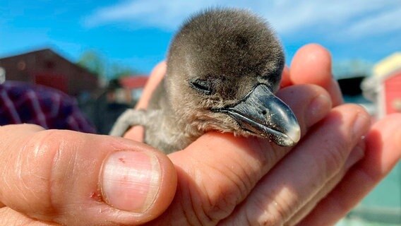 Auch bei den Brillenpinguinen ist Nachwuchs da. Die entwickeln sich prächtig und verdoppeln ihr Startgewicht – so wie sich das für Pinguine gehört – schon in der ersten Lebenswoche. © NDR/Doclights 2021 