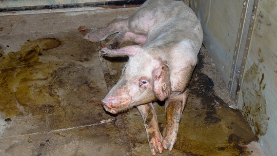 Krankes Schwein in einem konventionellen Stall. © NDR/SWR 