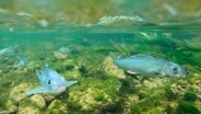 Die Äsche ist in Südniedersachsen prägende Fischart, doch sie ist stark bedroht durch schmutzige und verbaute Gewässer sowie den Kormoran. © NDR/AZ Media/Karsten Thürnau 