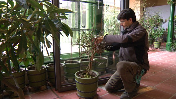 Gärtner Ralph Schmalz ist für die kostbaren Orangerie-Pflanzen zuständig. © NDR 