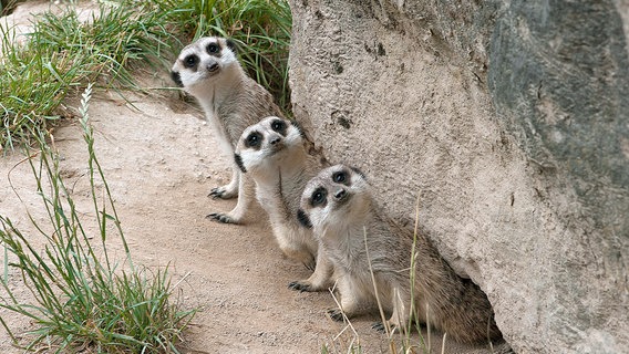 Erdmännchen im Opel-Zoo Kronberg. © HR/Antje Mergel 