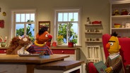 Ernie erzählt Bert von seiner Idee für ein Haustier © NDR 